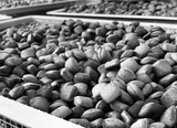 Coconut Charcoal Briquettes for Grilling / BBQ Sustainable
